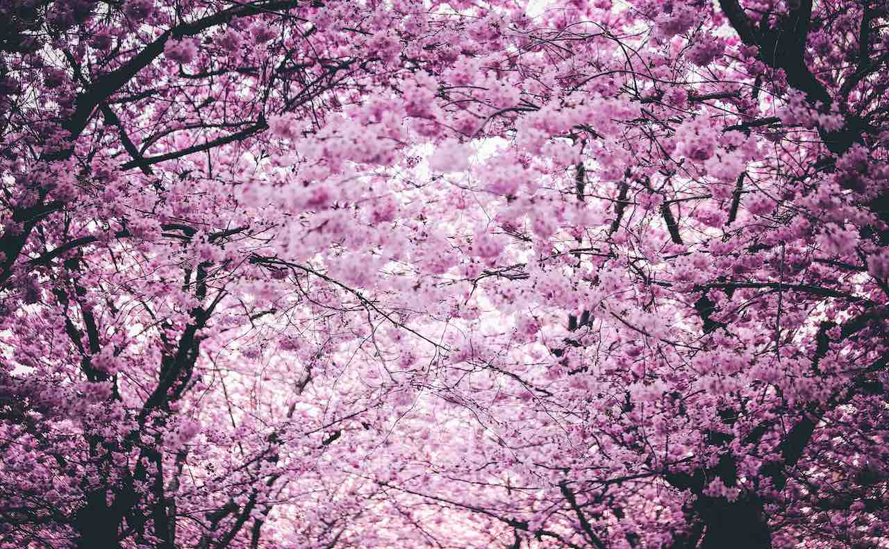 並木道の桜