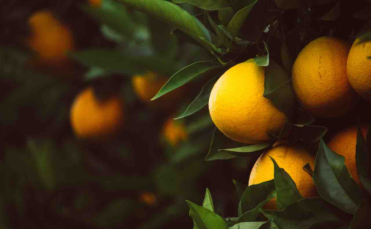 実をつけるオレンジ