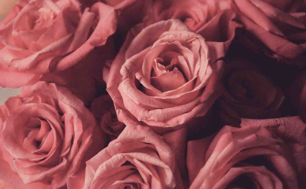 ピンク はフランス語で Rose ローズ の意味は 色に関するフランス語の単語 Bibliette ビブリエット
