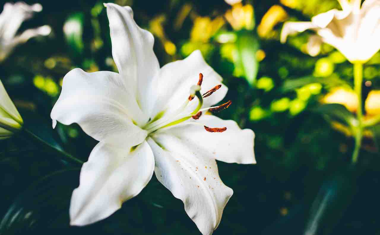 百合の花