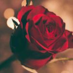 「薔薇（バラ）」はフランス語で？rose（ローズ）の意味とは