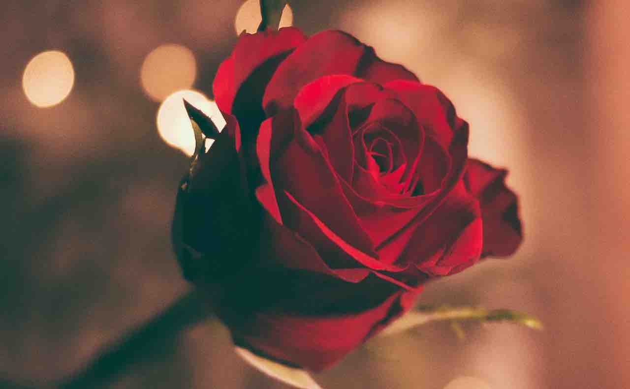 薔薇 バラ はフランス語で Rose ローズ の意味とは Bibliette ビブリエット