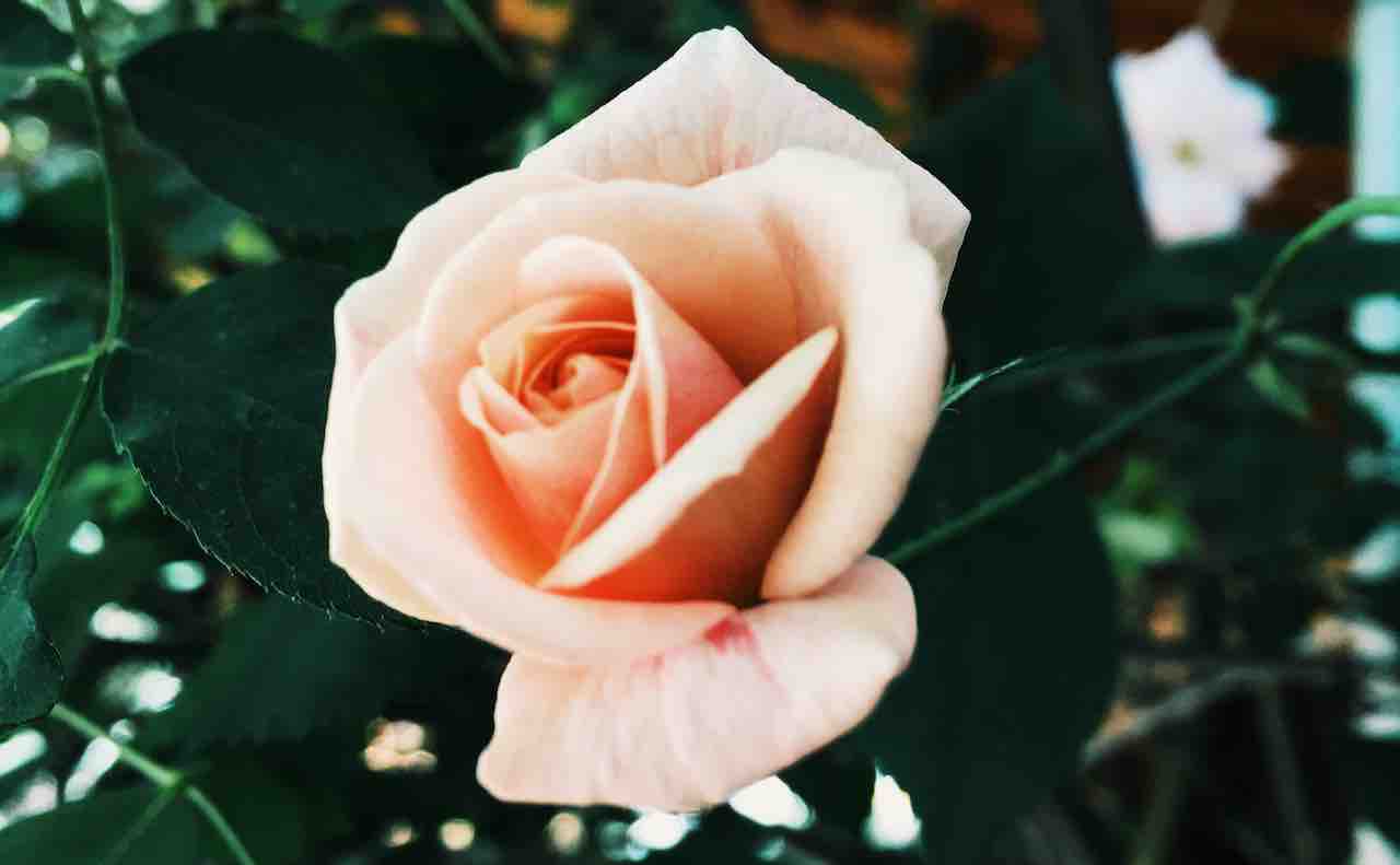 薔薇 バラ はフランス語で Rose ローズ の意味とは Bibliette ビブリエット